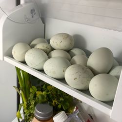 Chicken Eggs 