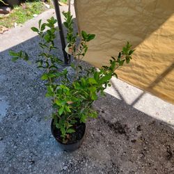 CHERRY Acerola Plant.