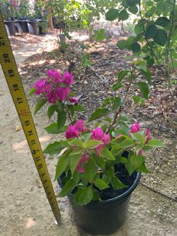 Magenta/pink (2 gallon) pot blooming bougainvillea; $25ea 95820