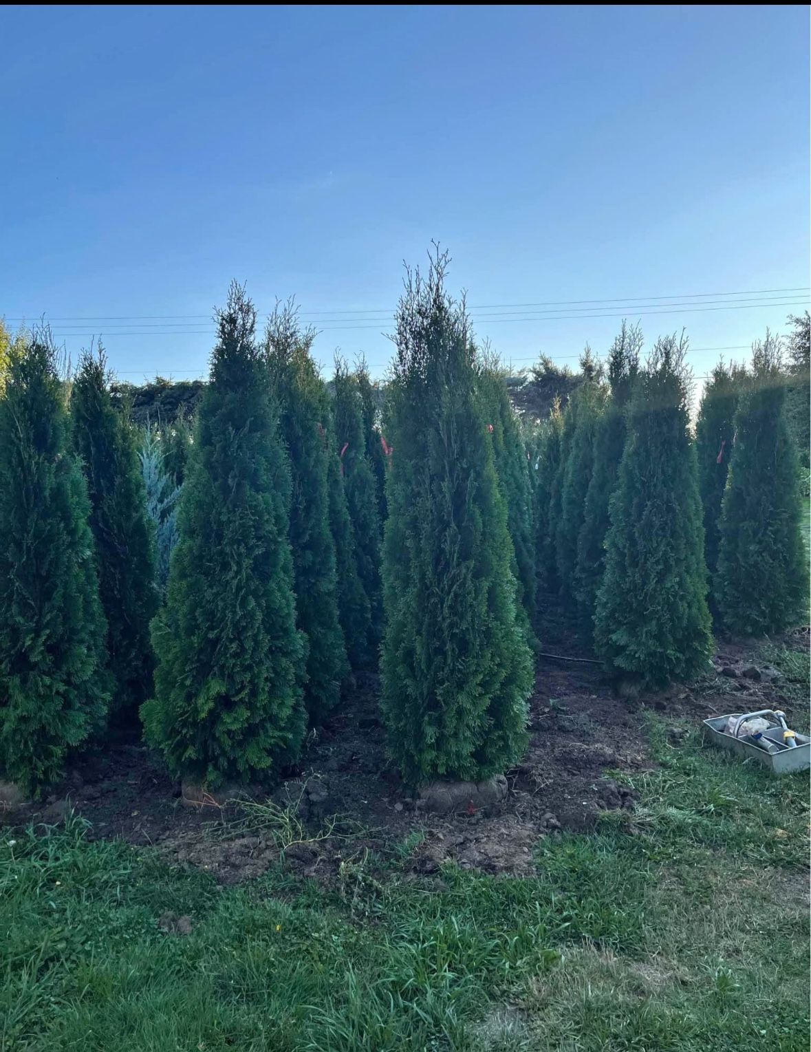 Free Delivery 6Ft Emerald Green Arborvitae - Privacy trees