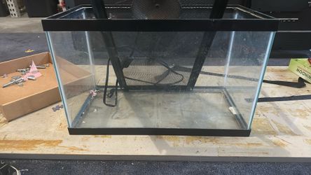 Lizard tank