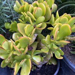 Jade (wealth Plant) Succulent