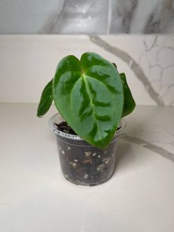 Anthurium crystallinum x luxurians