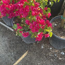 Bougainvillea Bush
