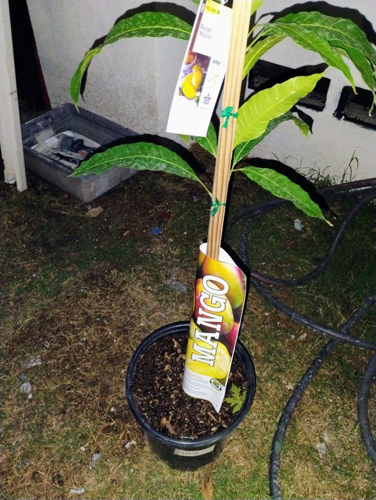 Exotic Fruit Trees ππ΄