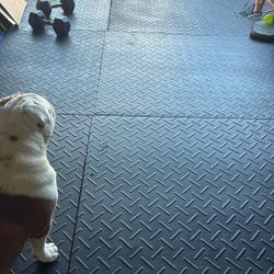 Gym Mats - Garage   14 In Total 