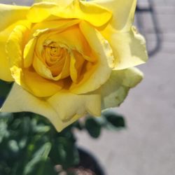Yellow Rose Bush Plant 10 Gallon Pot 