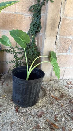 Elephant Ear