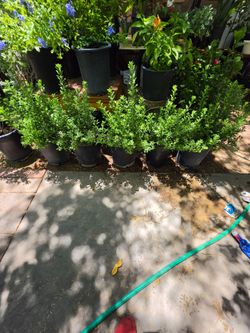Texas sage plants