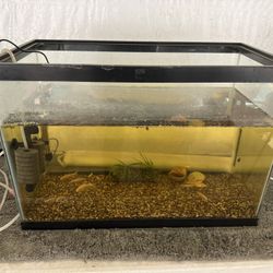 Aquarium Setup - 20 Gal Tank, Heater, Filters, Air Pump