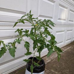 Better Boy Tomato Plant 