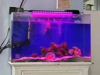 Fish TANK Saltwater Beautiful 
