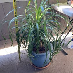 Ponytail Palm In A Beautiful In A Ceramic Pot 