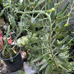 Calanchoe