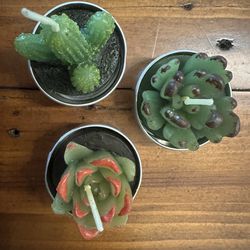 Mini Cactus/Succulent Candles