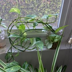 Pothos Propagation 