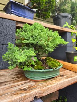 Bonsai Juniper