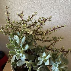 Plant succulent 🪴