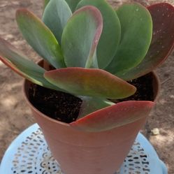 Potted Succulent Plant 