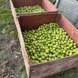 Two bins of granny Smith, apples