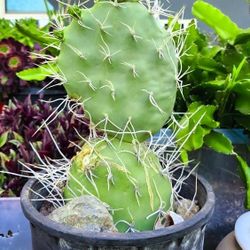 "Opuntia Sulphurea" Curly Prickly Pear 🌵