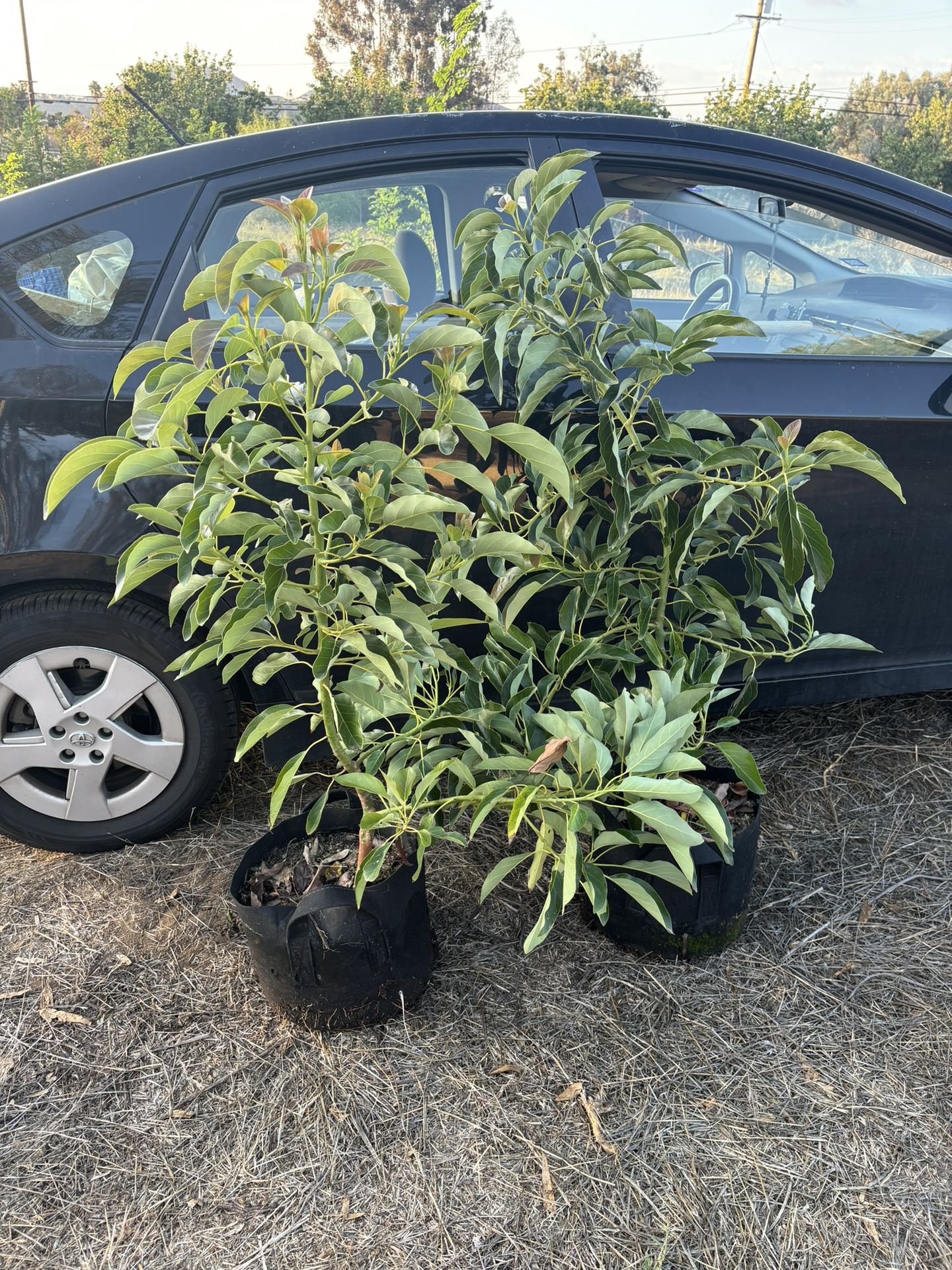 Hass Gem Avocado tree, 5 Gallon, 5’ Tall