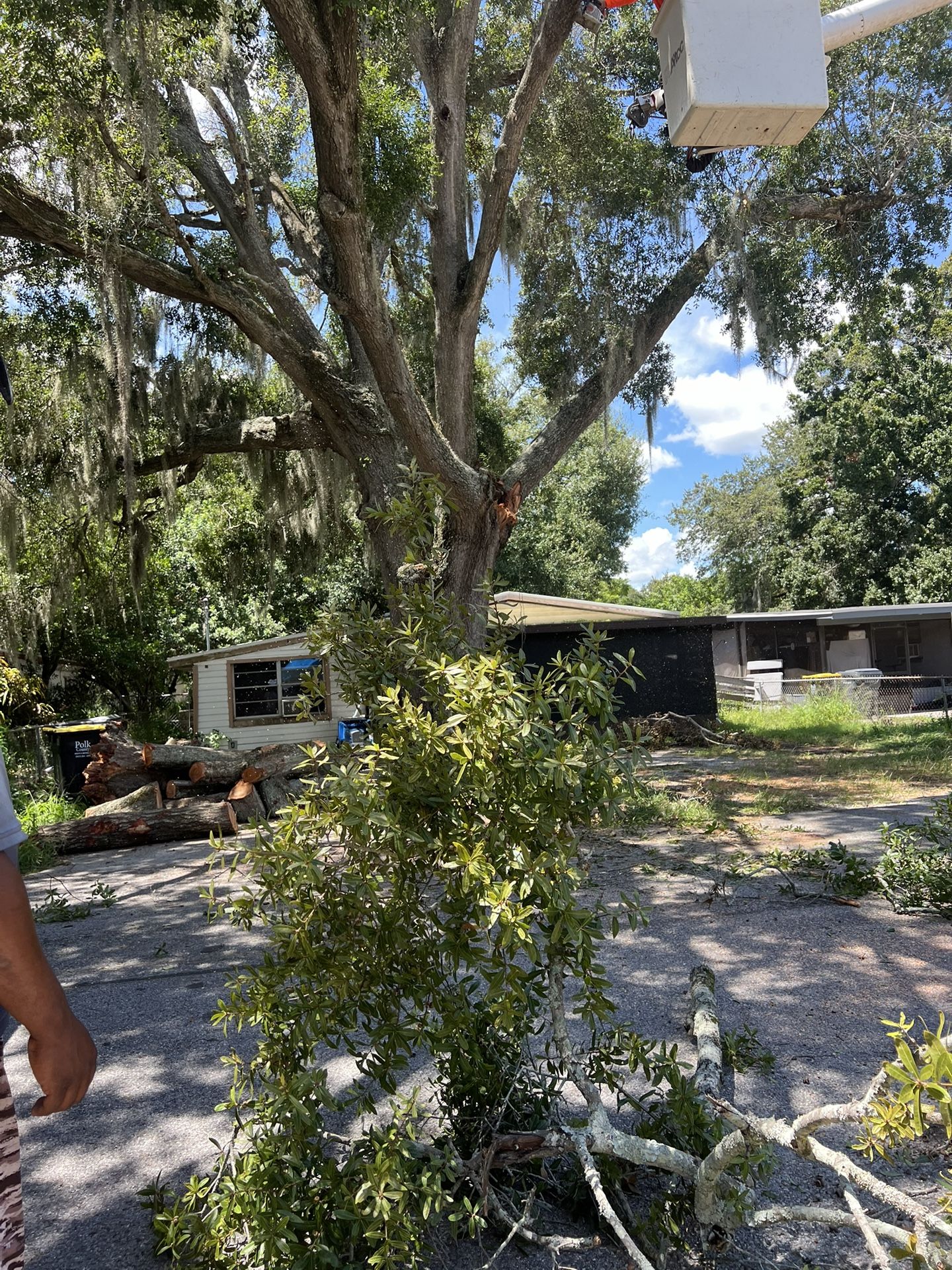 Tree Work