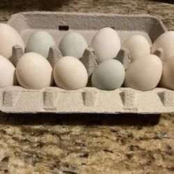  Duck Eggs