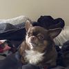 Alfonso
