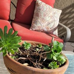 Terracotta Pottery & Succulent 🪴 $15