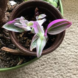 Tradescantia Nanouk
