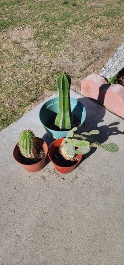 3 Cactus for $5