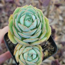 Korean Rose Succulent
