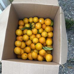 Meyer Lemons 