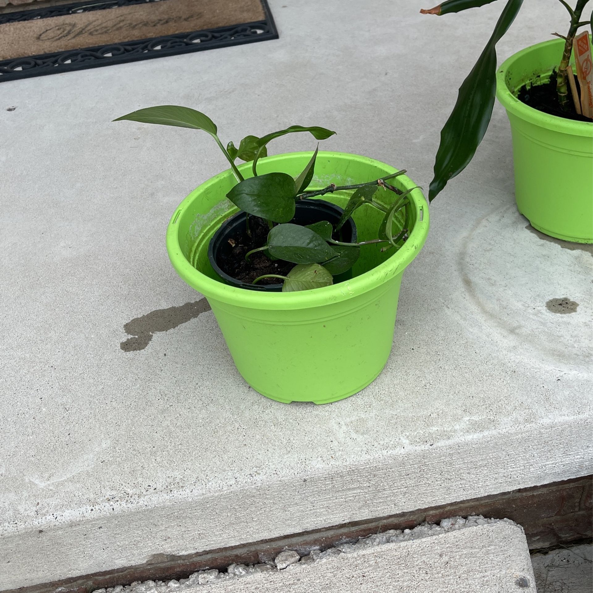 Real Plant