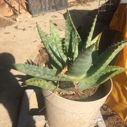 Aloe Vera