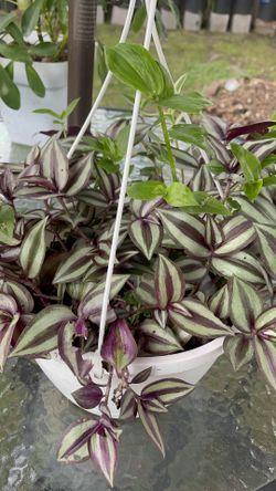 🪴 TRADESCANTIA TRICOLOR 🪴🪴