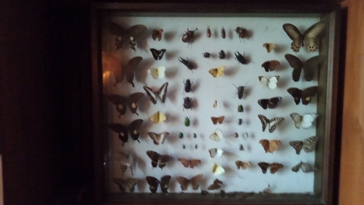 SALE Vintage Butterfly Insect Collection 27x21 Thick Heavy Glass 3 " Deep