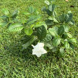 GARDENIA PLANT (3 gallon pot) Scented & Breath taking 