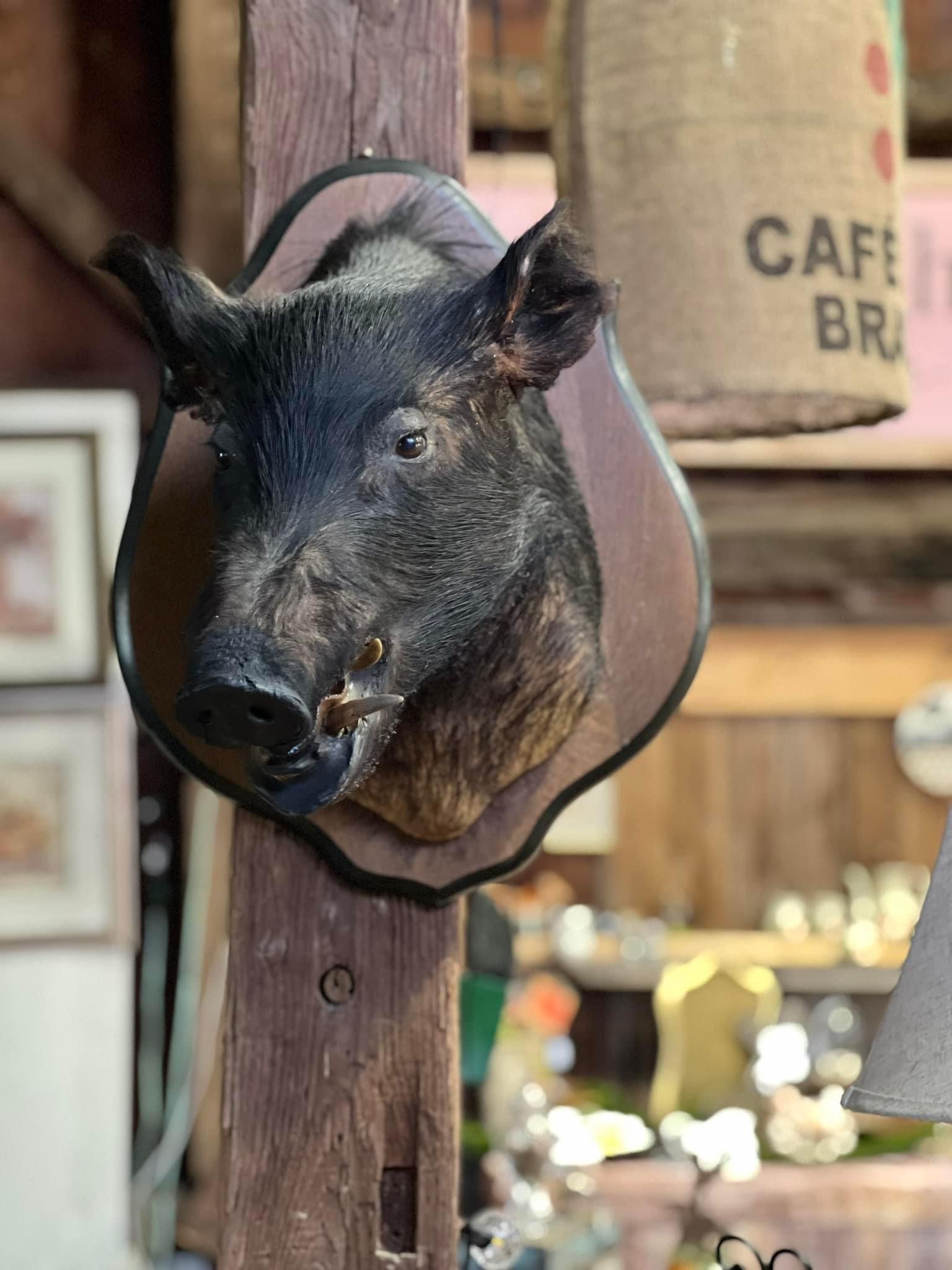 Mounted Wild Boar Head