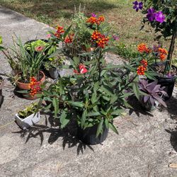 Milkweed red 3 gallon