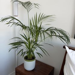 Cat Palm