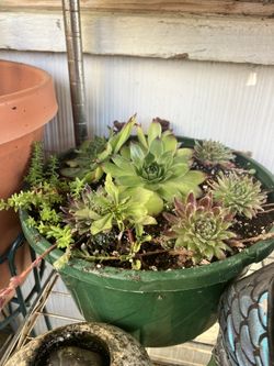 Hens and Chicks