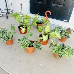 Plants Sake 10 Each 