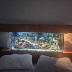 african  ciclids peacoks