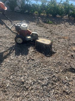 🌳Stump🪵trimming🌳