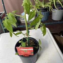 Early Girl Tomato Plant in one gallon pot