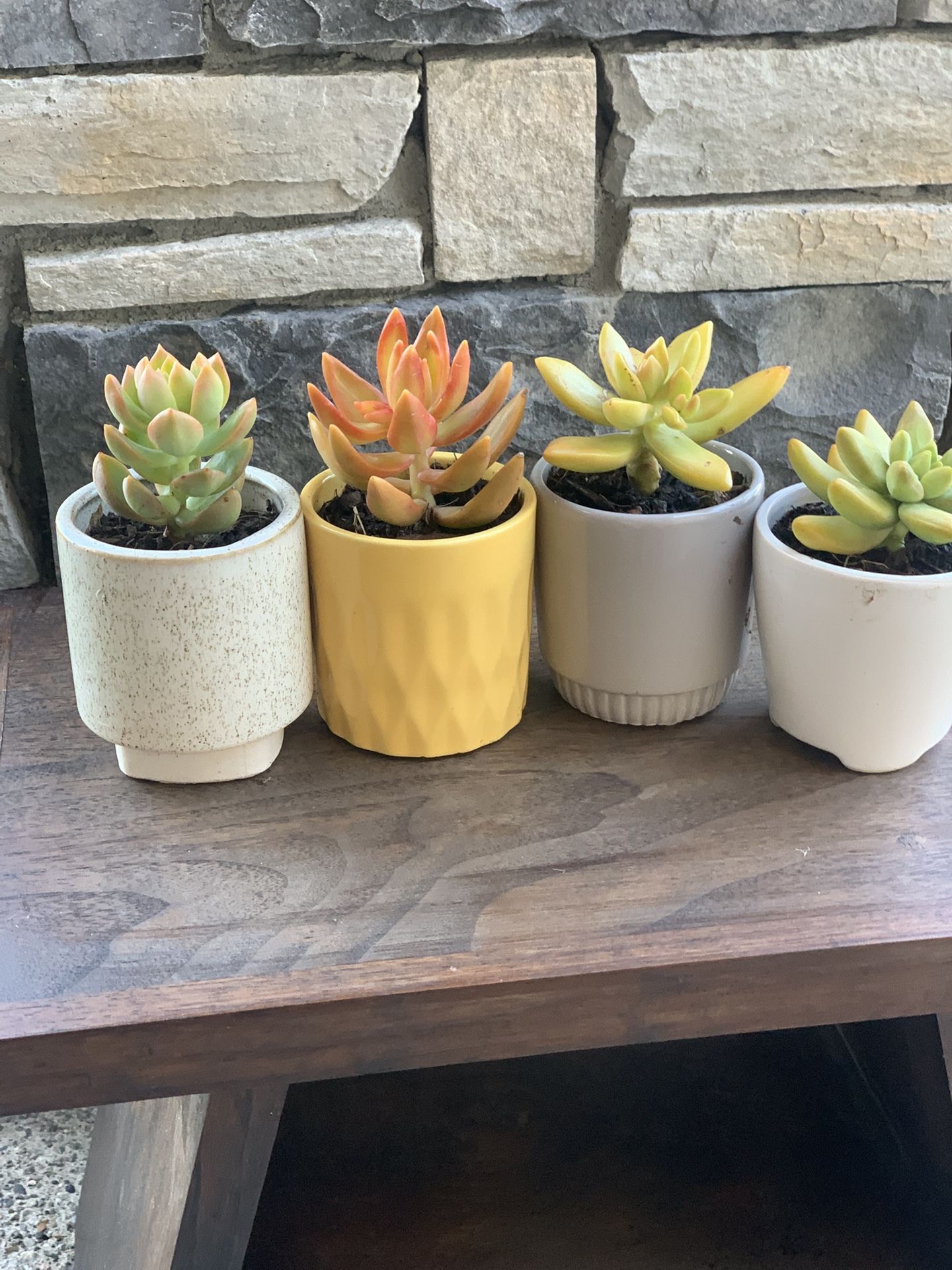 Live indoor succulents six dollars per planter