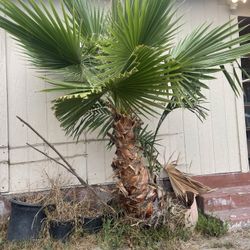 Palma Tree