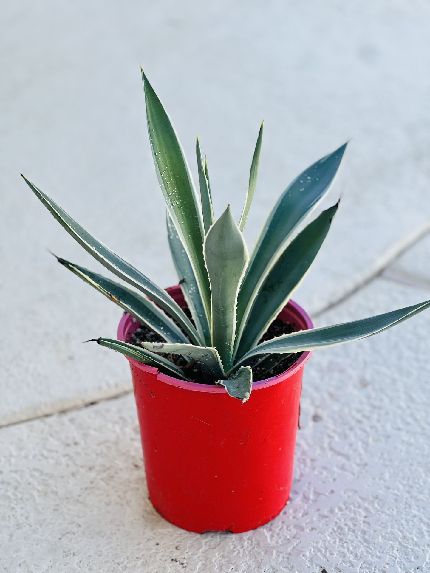 Two Green agave plants